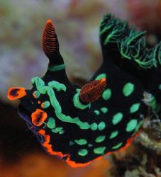 Nembrotha kubaryana from North Sulawesi by Beverly Speed 